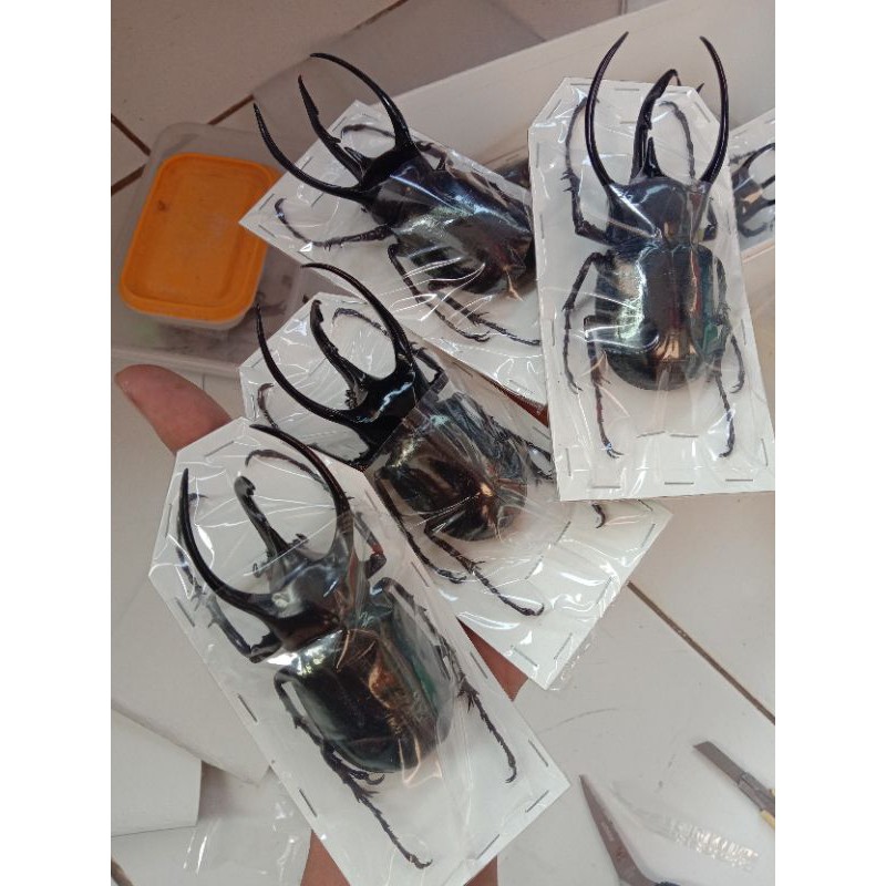 dried bettle/kumbang tanduk awetan/chalcosoma caucasus