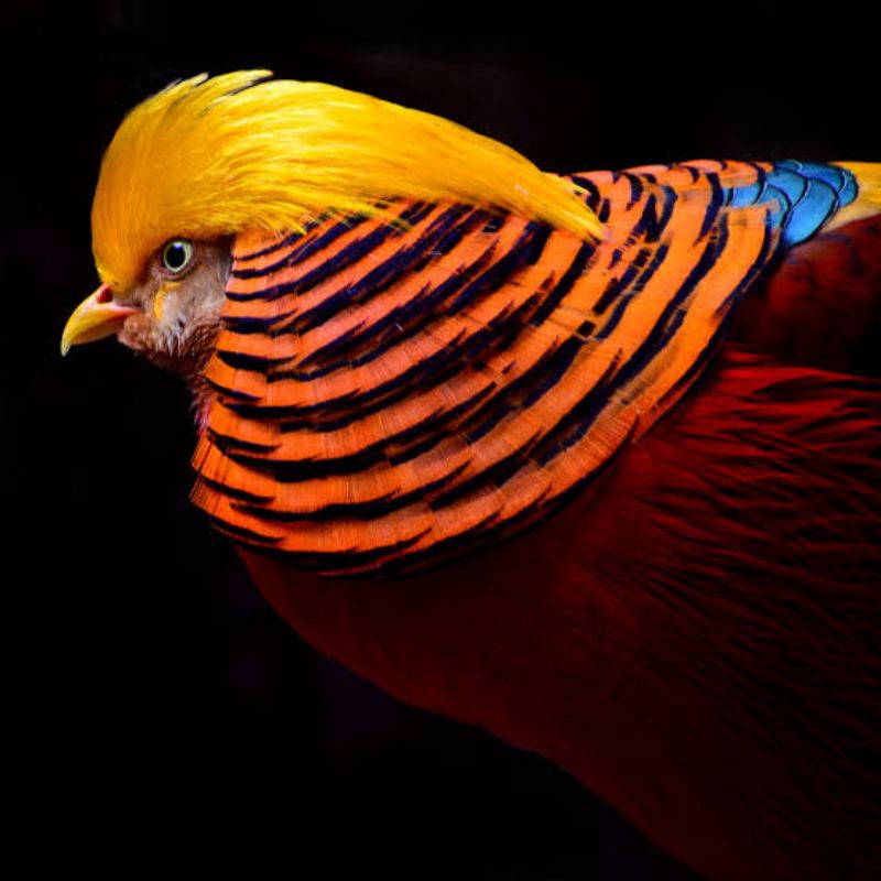 

TELUR AYAM RINGNECK GOLDEN PHEASANT FERTIL UNTUK DITETASKAN