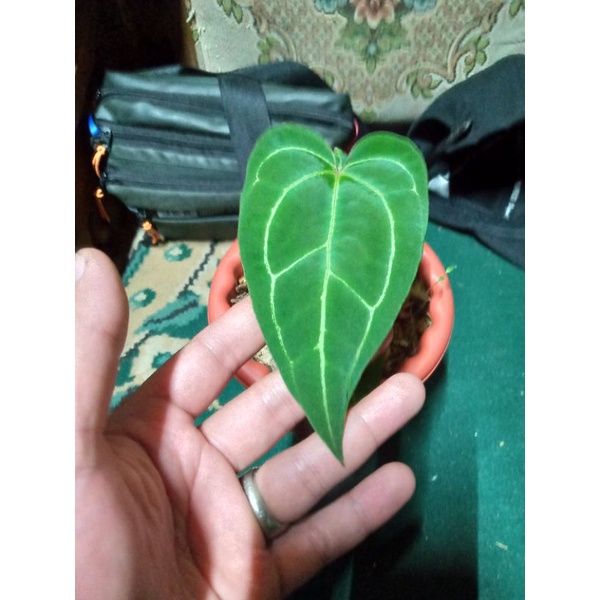 papilaminum red stem