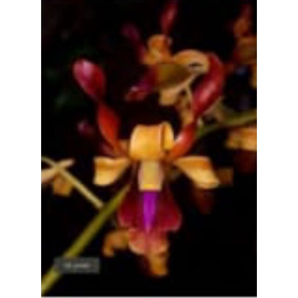 Anggrek dendrobium batang hitam