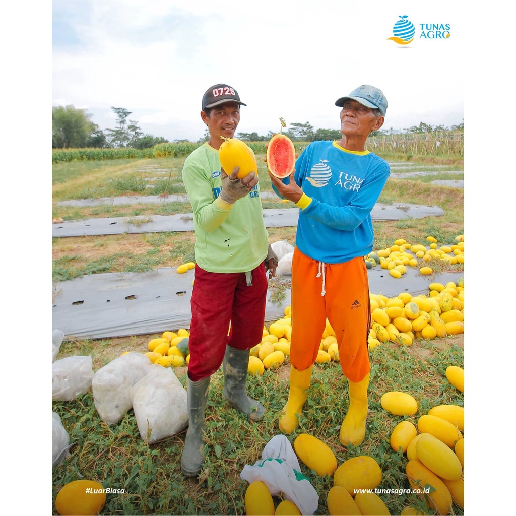 Benih Bibit Biji - Semangka Inul Berbiji Kulit Kuning Daging Merah Jenar F1 Berumur Genjah Seeds