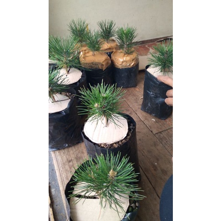 japanese black pine/pinus hitam jepang ori Semai biji