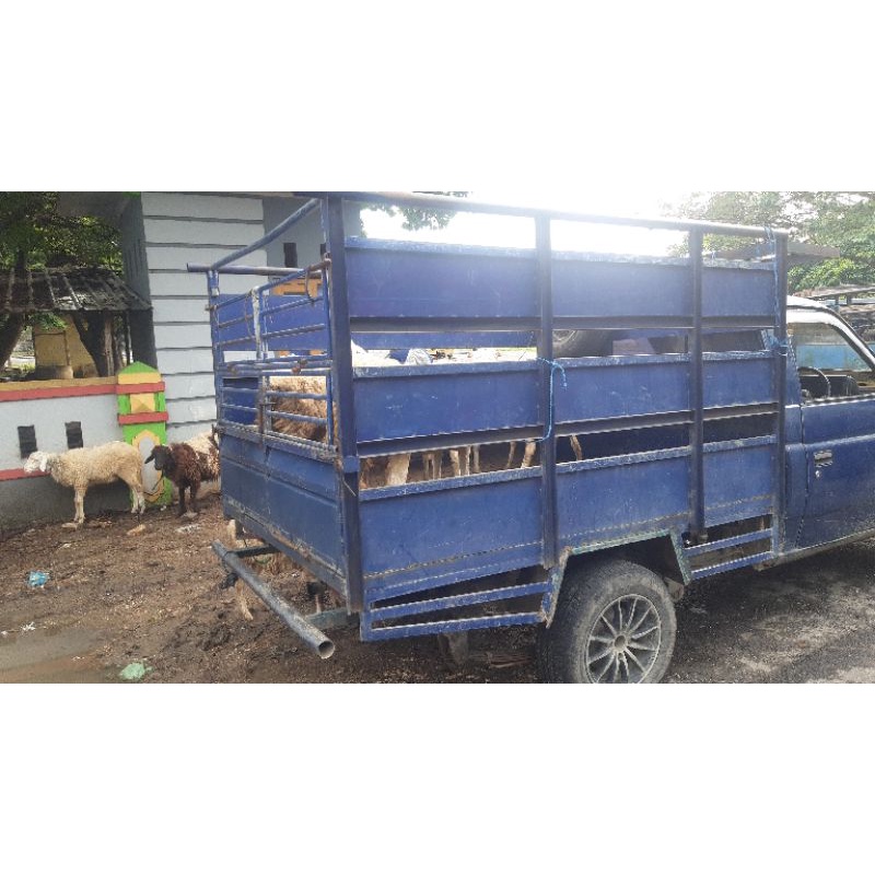

kambing gibas