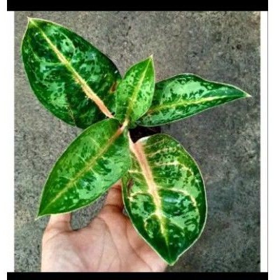 aglonema gajah mada