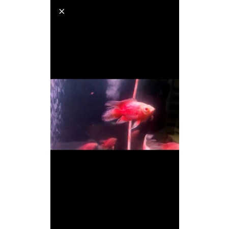 ikan oscar paris albino slayer import/thailand