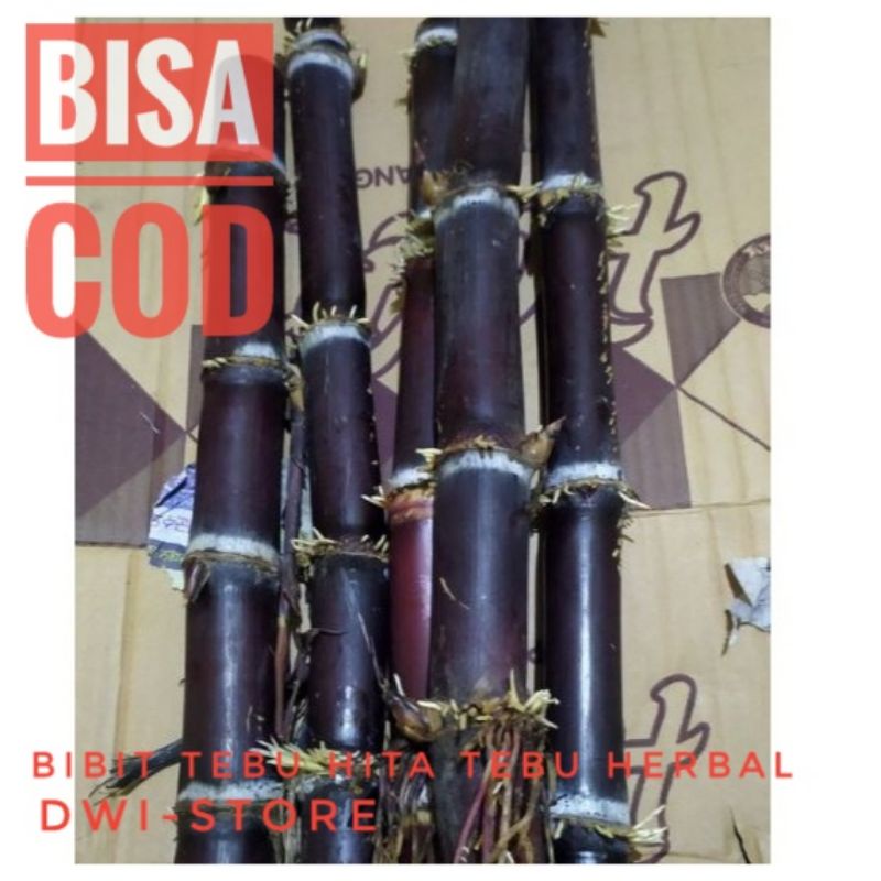 Bibit Tebu Hitam Tebu Wulung Tebu ireng Bibit Tebu Wulung
