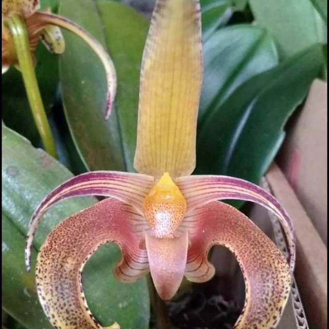 Bulbophyllum lobii