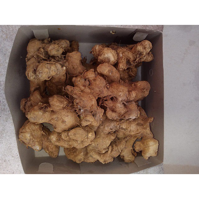 

Temu Ireng~Bibit Temu Hitam~Rimpang Segar Temu Ireng~Curcuma Aeruginosa Roxb~Kilogram