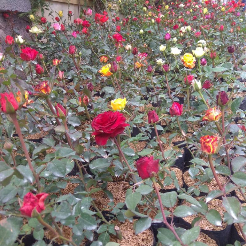 Tanaman Bunga Mawar (rosa sp) Hidup Berlabel &amp; Bergaransi (Bunga Besar Wangi) - BAKUL KEMBANG