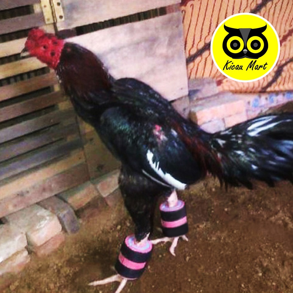 BARBEL BEGEL AYAM 200 GR JAGO BANGKOK ADUAN PEMBERAT PENGUAT KAKI AYAM JAGO BANGKOK TARUNG BENDING AYAM BANGKOK ALAT FITNES AYAM JAGO SATU PASANG 200 GRAM