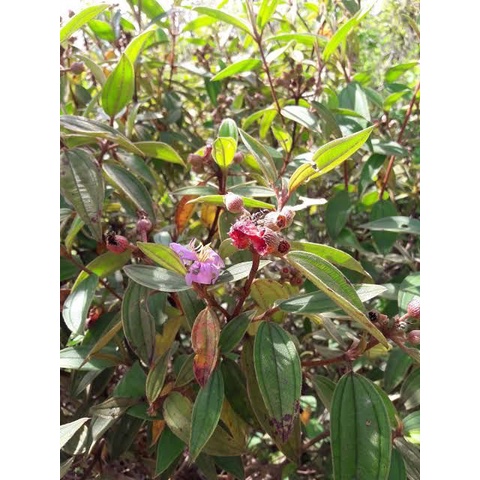 

daun senggani senduduk harendong fresh 300 gram