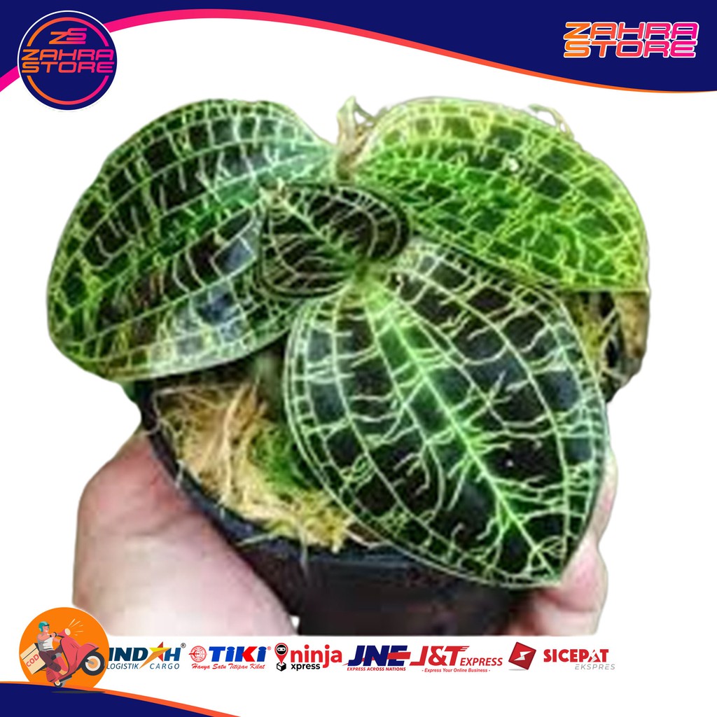 

TANAMAN HIAS KIAKSARA KI AKSARA tanaman jawel kiaksara