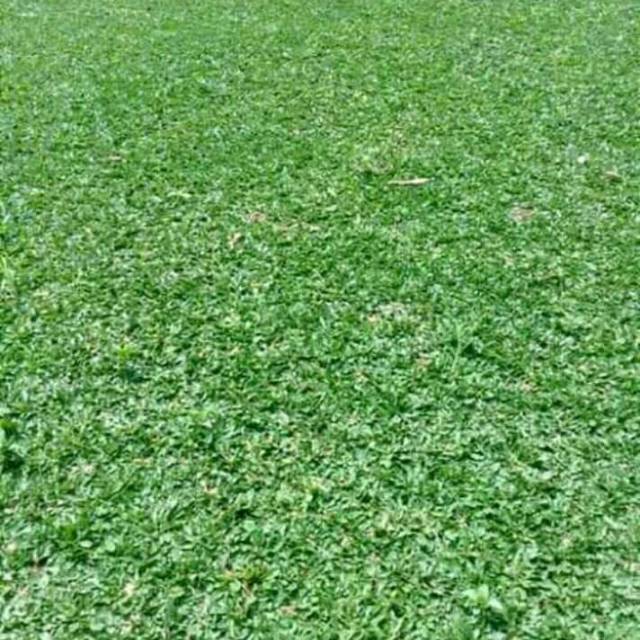 Rumput gajah mini (1meter)