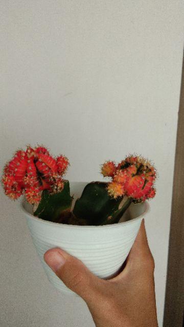 Kaktus Gimno Trikaler Per Pot