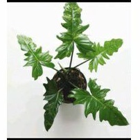 taneman hias philo golden dragon