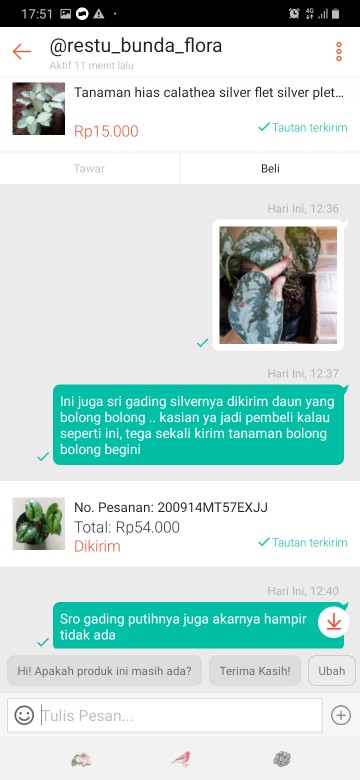 Tanaman Hias Sirih Gading Varigata