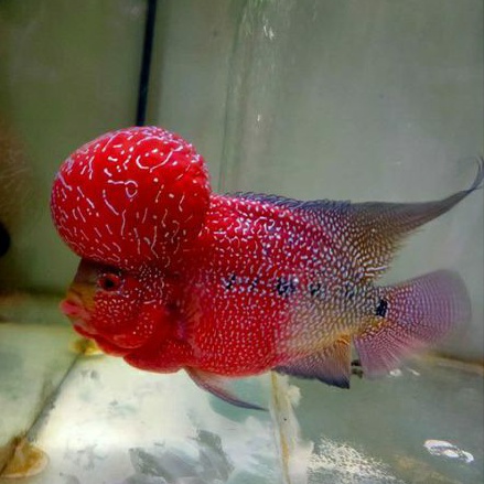 Burayak louhan SRD gen ori thailand (beli 3 gratis 1)