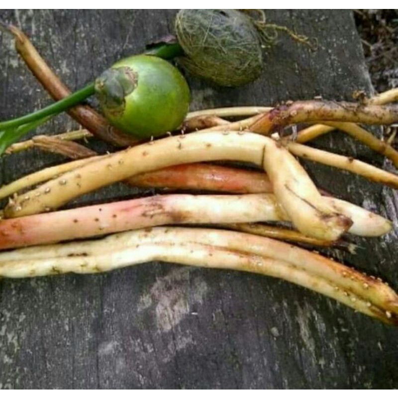 

akar pohon pinang segar( 500GRAM)