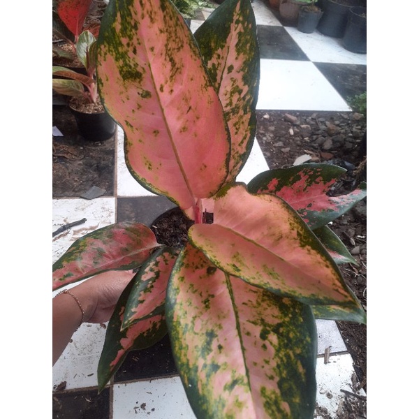 aglonema kocin tembaga