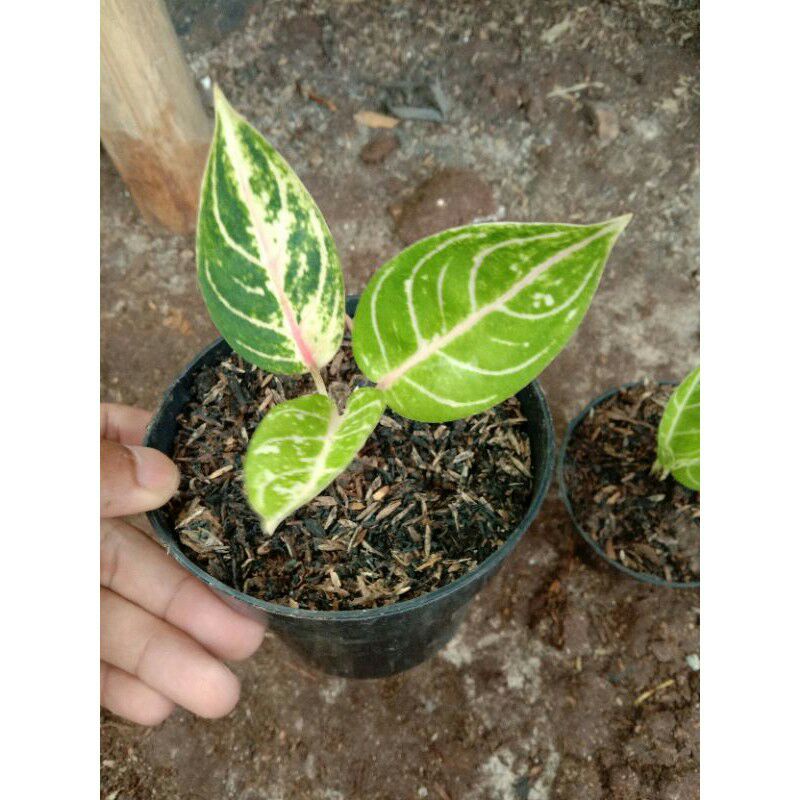 aglonema bibit anakan rinjani