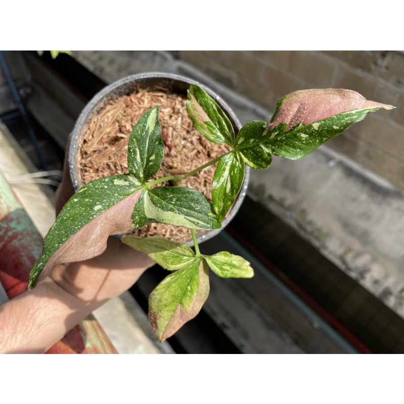 SYNGONIUM REDSPOT TRICOLOR
