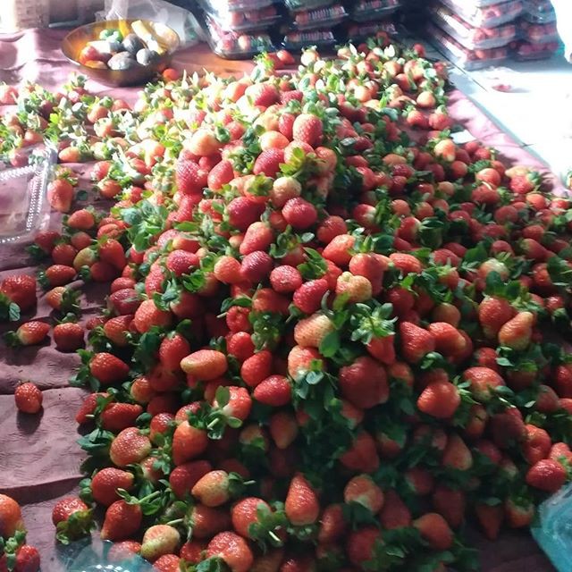 Karakteristik Hasil Samping Buah Kami