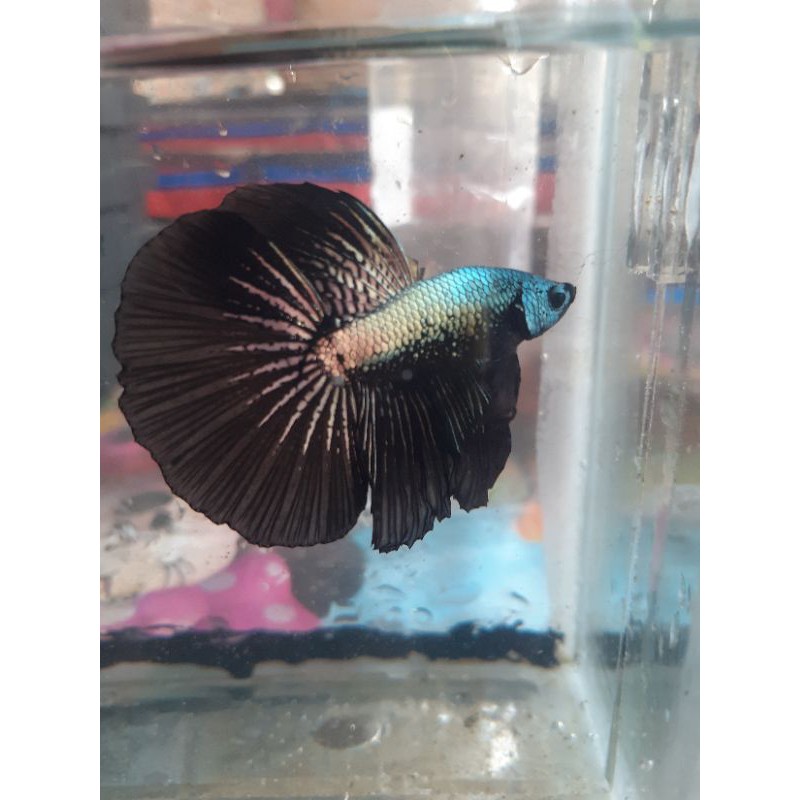 cupang HM (halfmoon) black samurai