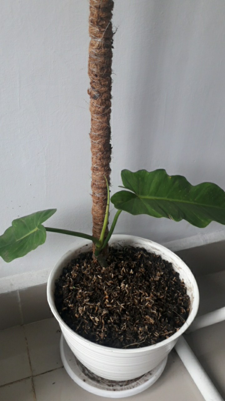 Tanaman Hias Philodendron Golden Dragon