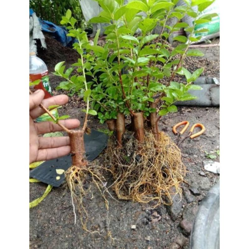 bonsai sancang ori dari cangkok 14k