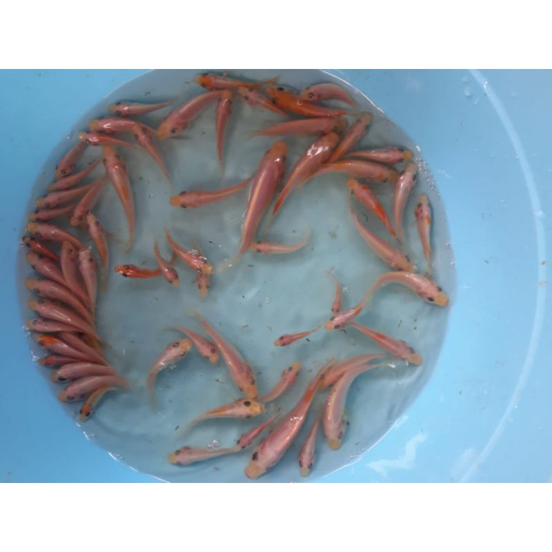 Bibit nila merah kiloan