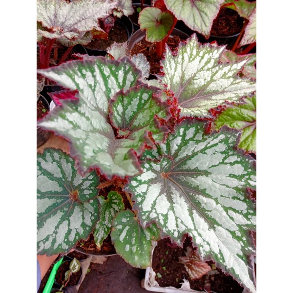 begonia keong hijau