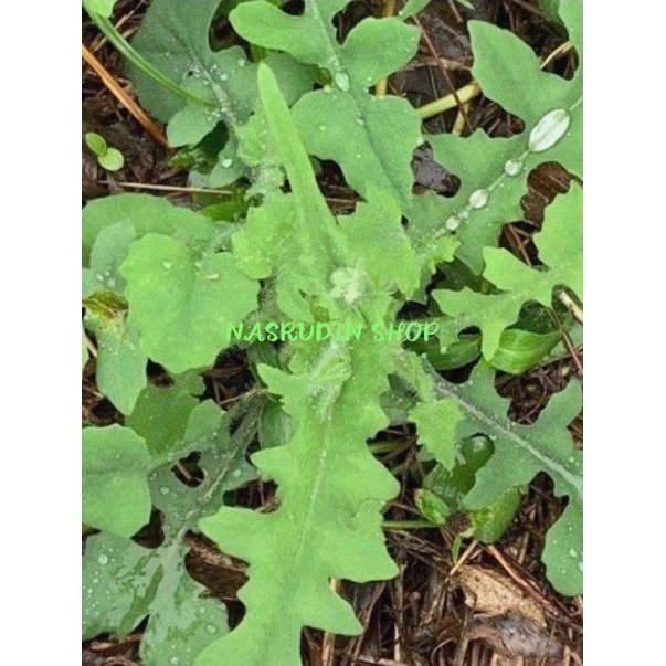 BIBIT TEMPUH WIYANG / BIBIT DAUN TEMPUH WIYANG / EMILIA SONCHIFOLIA / JONGHE / JOMBANG / KEMONDELAN 