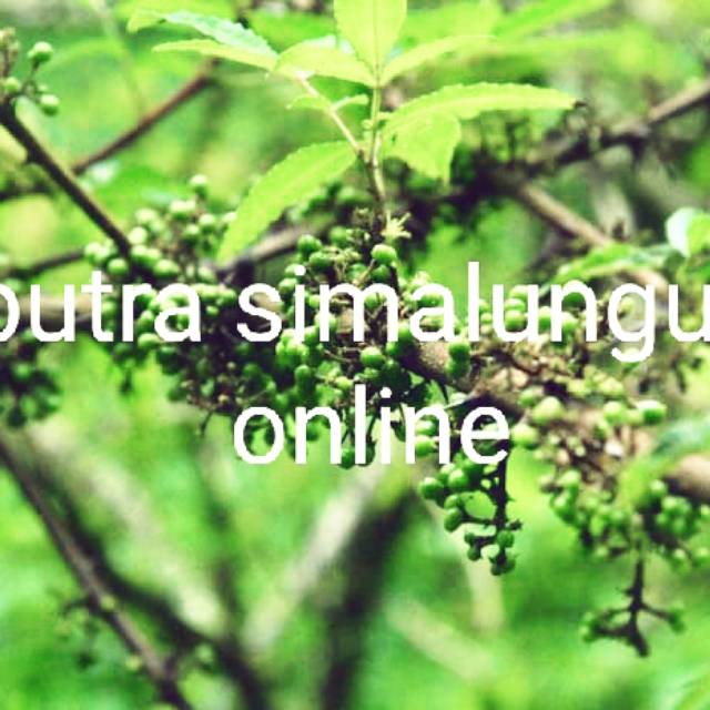 

ANDALIMAN SEGAR 250 gram