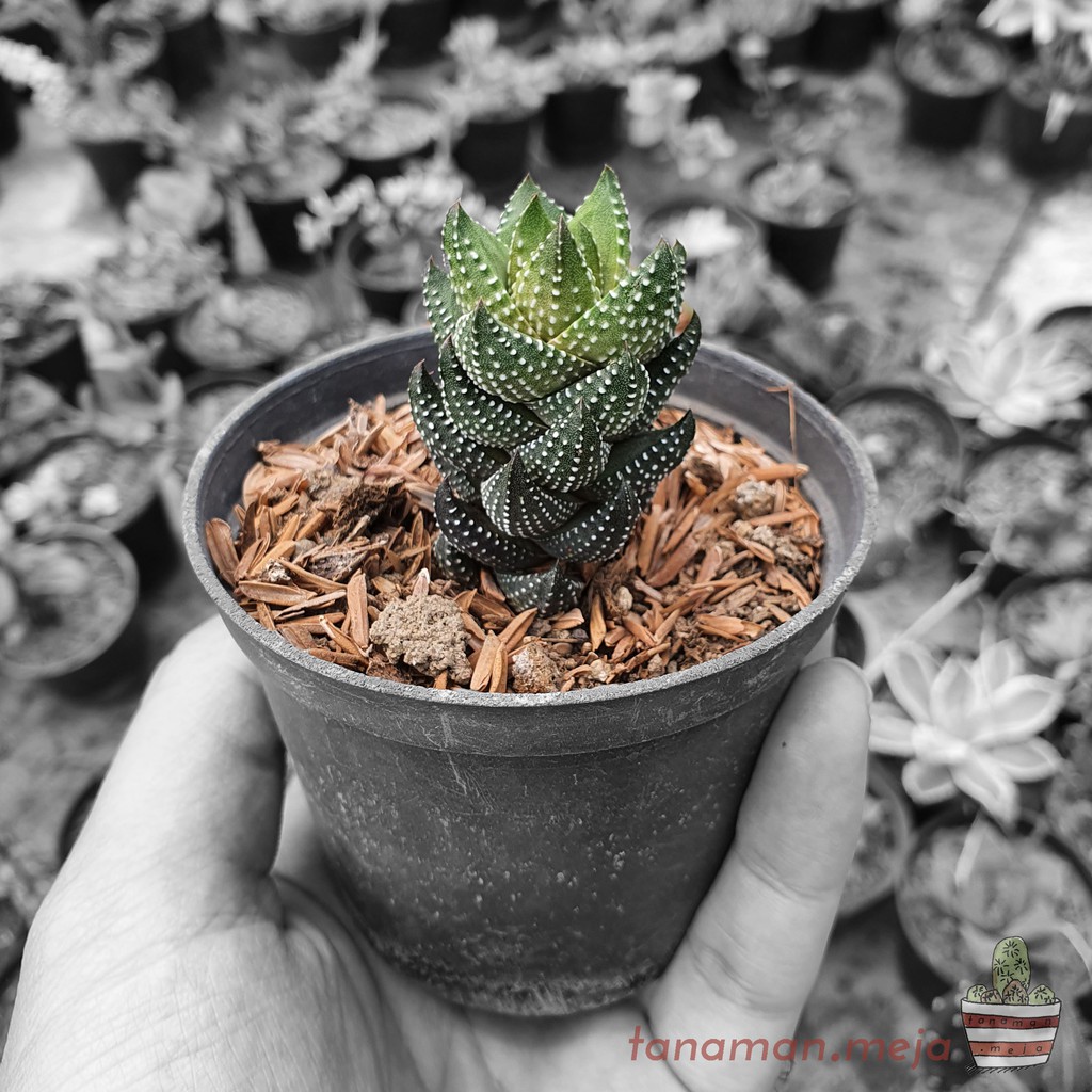 Jual Tanaman Hias Hidup Kaktus Dan Sukulen Haworthia Reinwardtii Shopee Indonesia