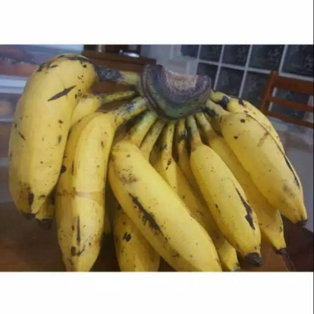 

Pisang uli 1 sisir