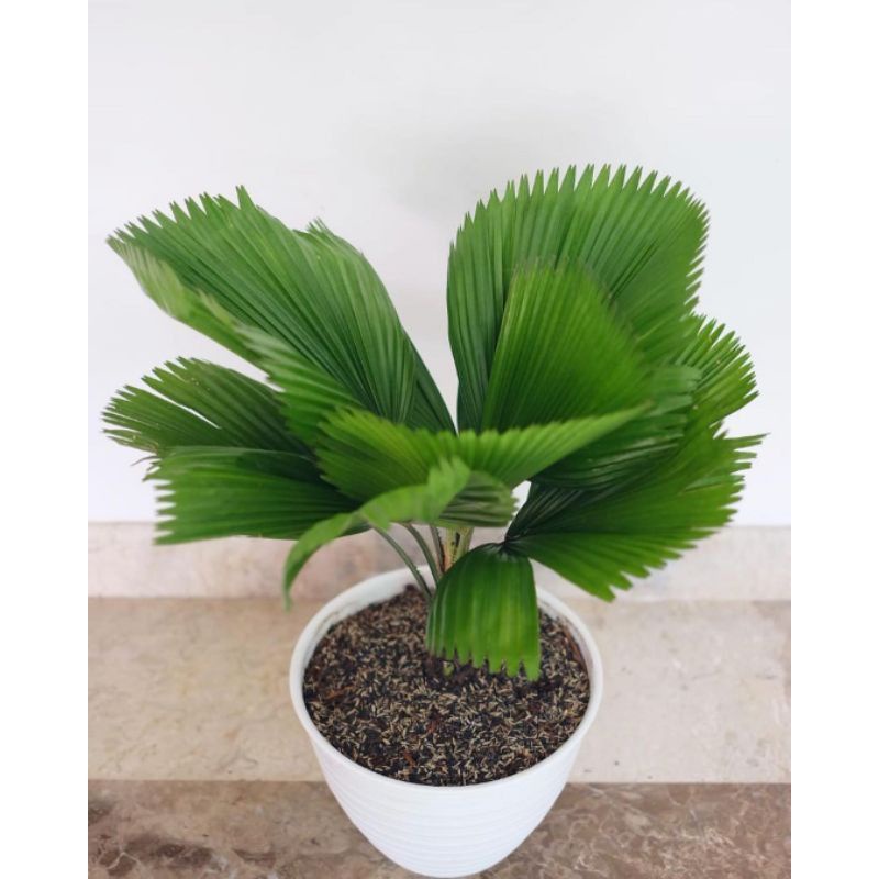 tanaman hias palem /palem / palem kipas / palm kipas