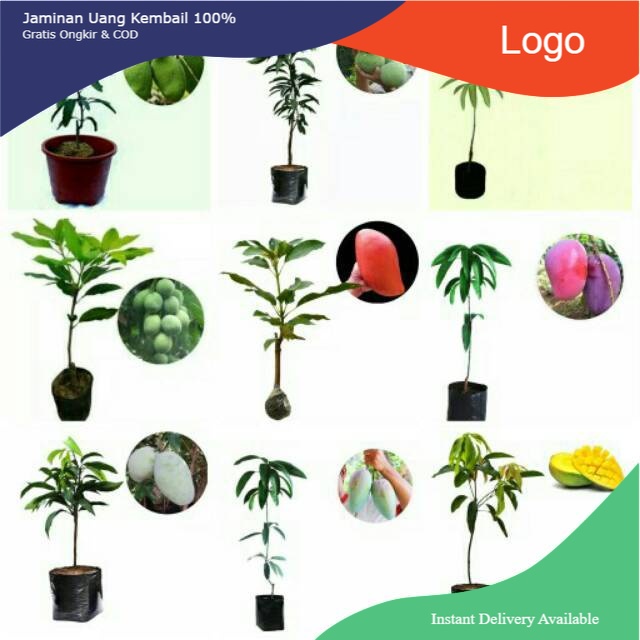 9 paket bibit buah mangga super