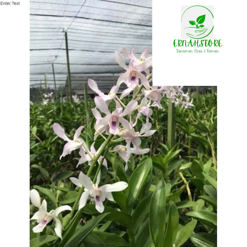 PROMO Anggrek dendrobium Channel