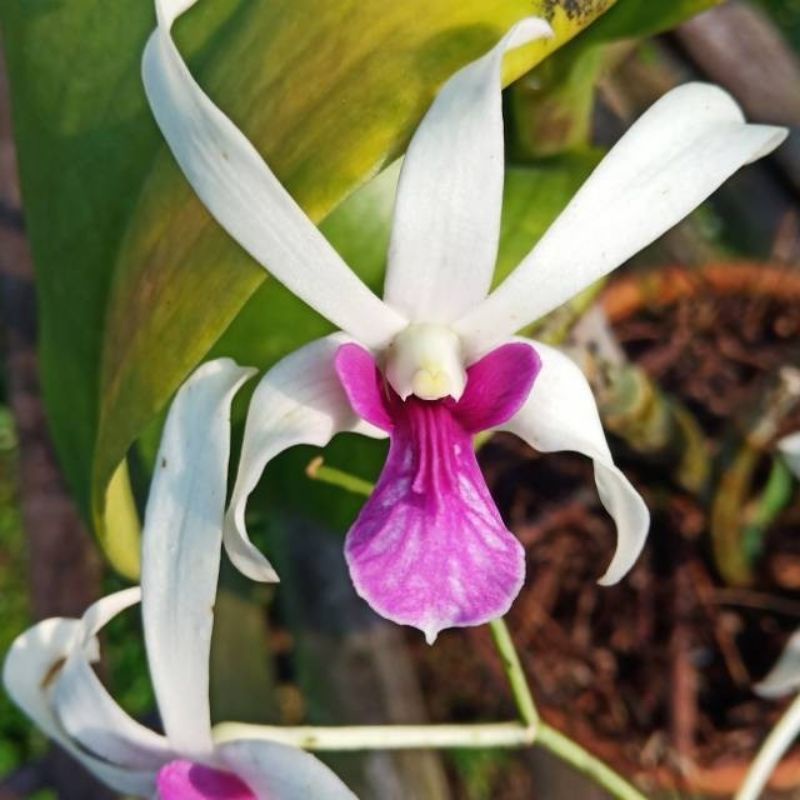 tanaman hias anggrek dendrobium mesangnil-anggrek mesangnil siap bunga