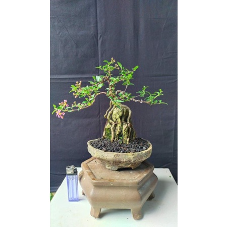 bibit bonsai sakura mikro