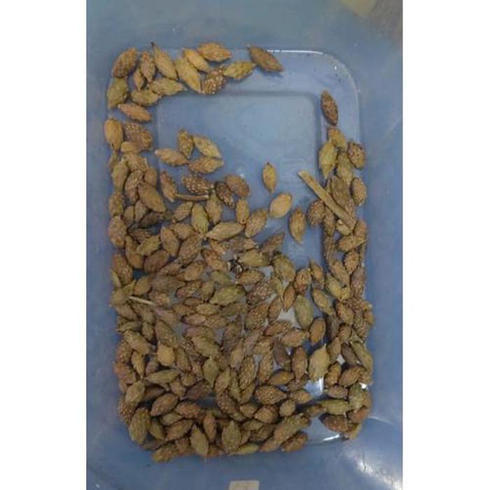 

Cang Er Zi Fructus Xanthii Xanthium Fruit