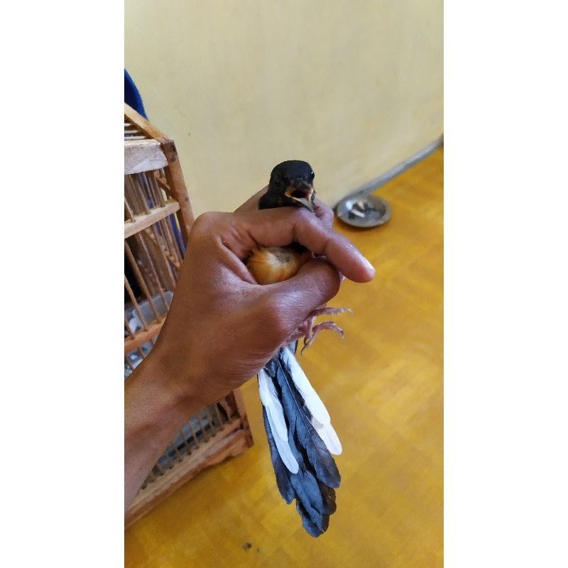 MURAI BATU MEDAN TROTOL JANTAN