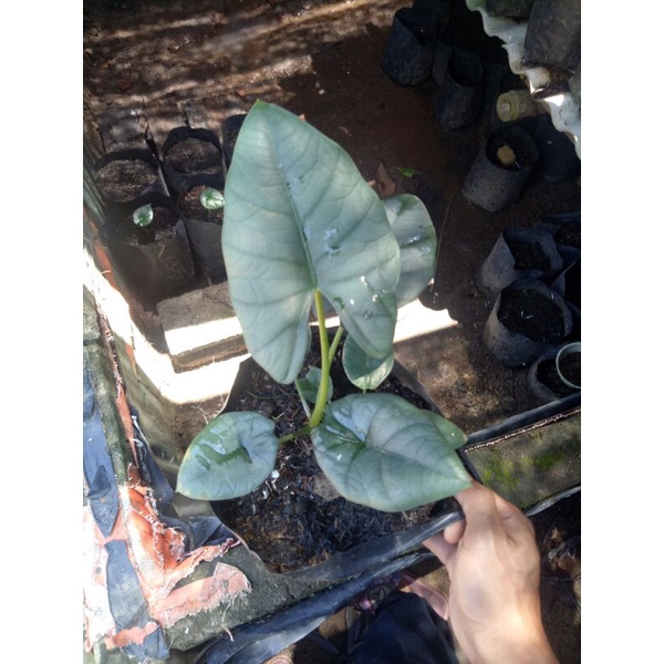 alocasia bisma
