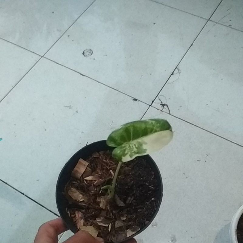tanaman hias-keladi sente varigata