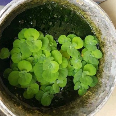 tanaman apu apu tanaman apung tanaman apung aquascape tanaman apung kolam tanaman apu apu air tanama