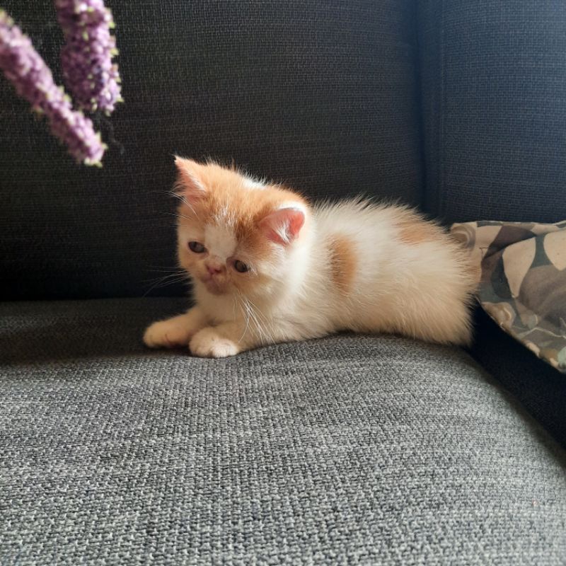 kitten persia peaknose shorthair