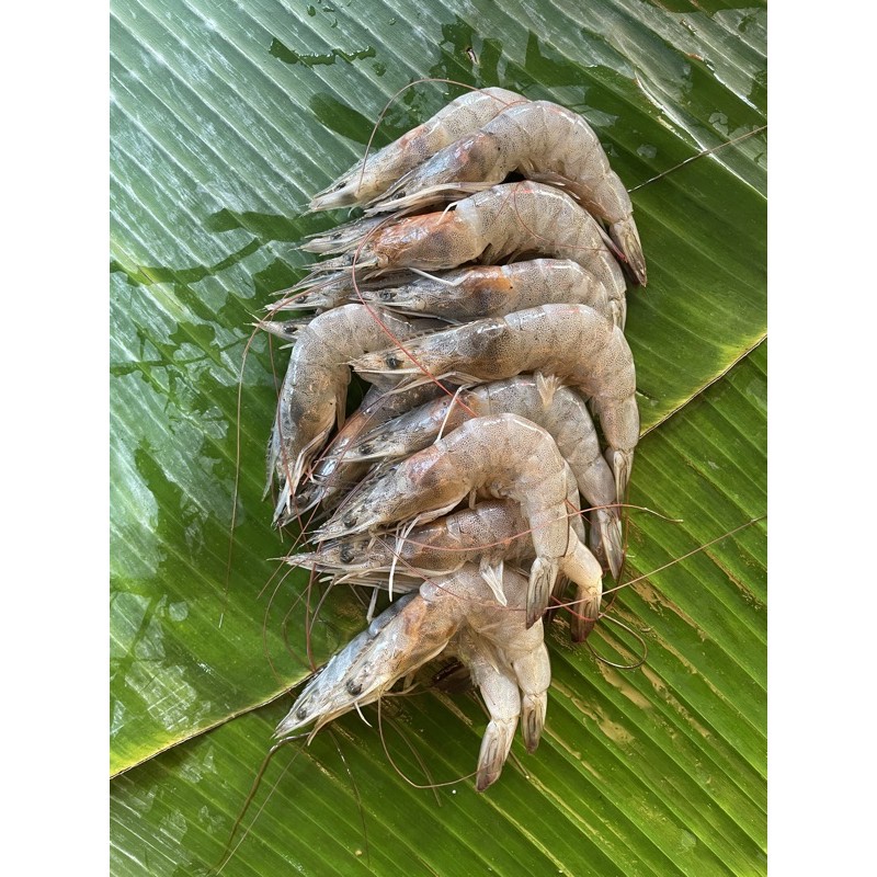 

Udang Segar - 250 Gram