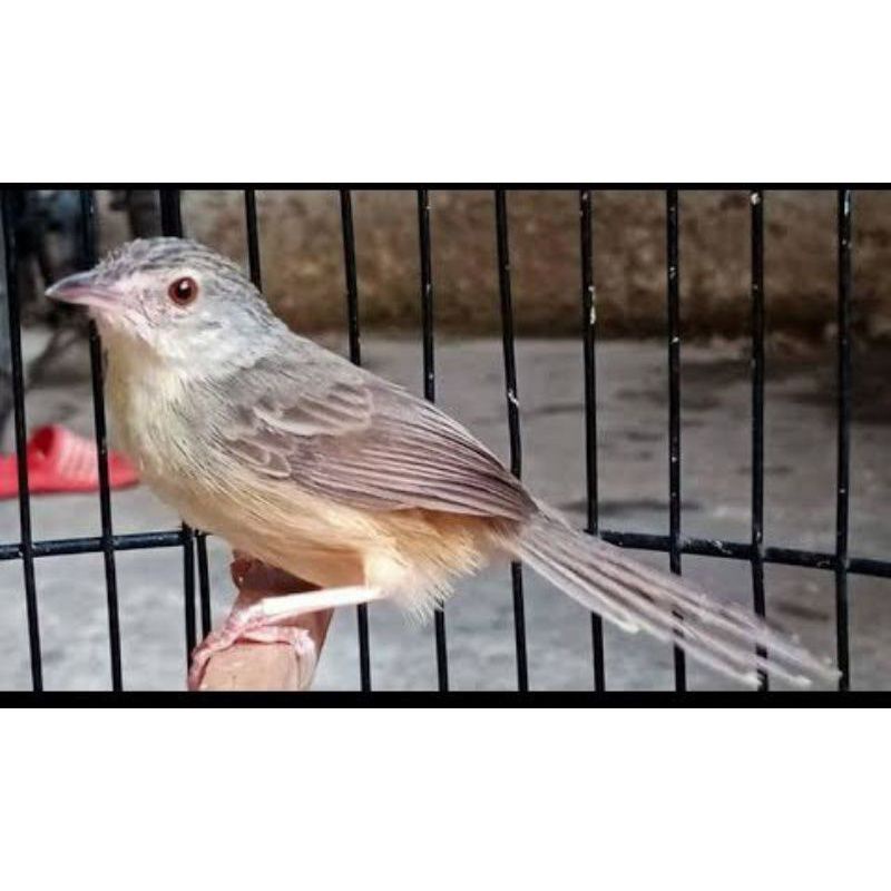 Jual burung ciblek gunung bahan jantan pilihan | Shopee Indonesia