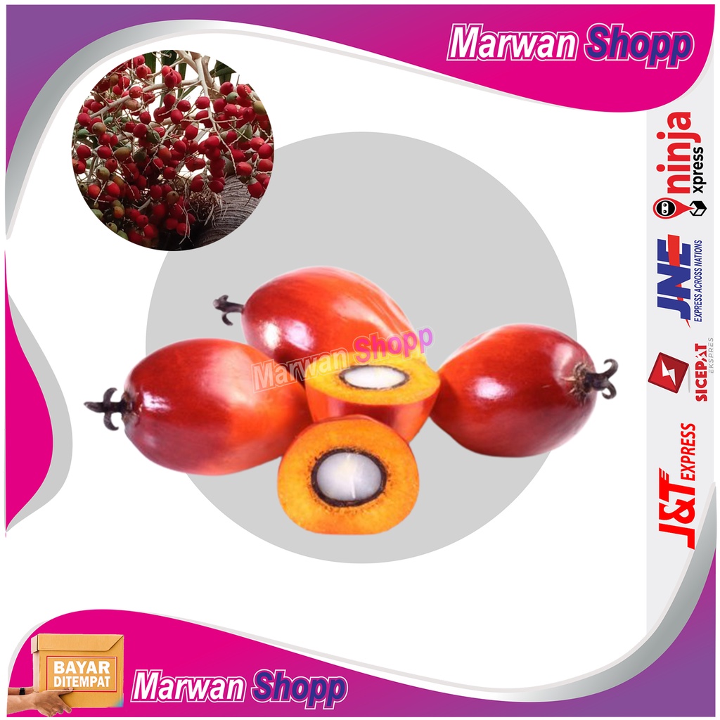BIJI BIBIT PALEM MERAH MARWAN SHOPP