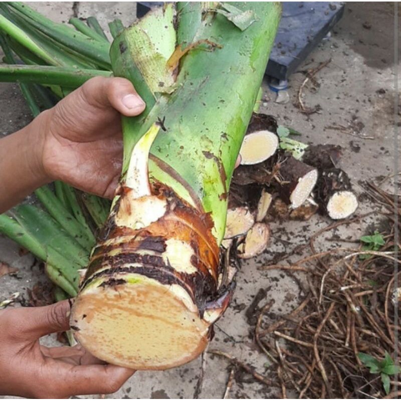 INDUKAN MAHKOTA TALAS BENENG SUPER JUMBO ISI 2